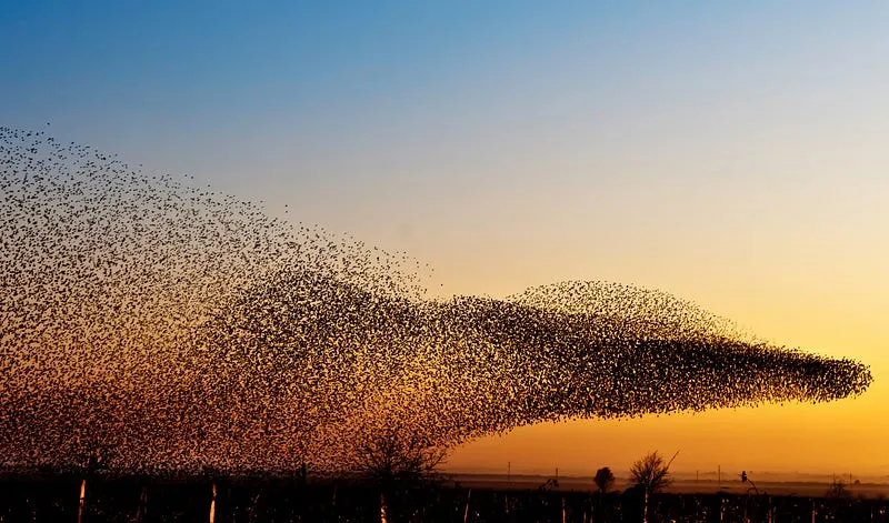 Revoada de milhares de estorninhos formando uma grande nuvem contra o céu alaranjado do pôr do sol